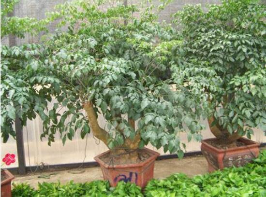 幸福樹水生根技巧，做好四點(diǎn)步驟即可水培爆盆