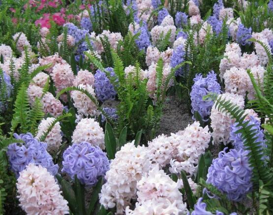 風信子葉子太長立不住是怎么回事，教你常見三種原因以及解決方法