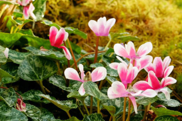 仙客來(lái)用深盆好還是淺盆好