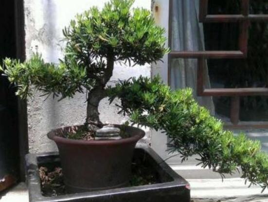 為什么羅漢松慢慢枯萎，做好澆水/保持溫度光照