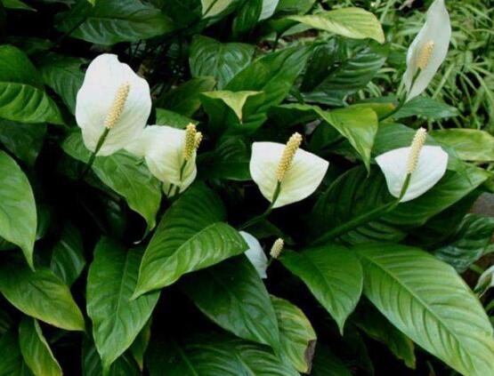 一帆風(fēng)順葉子下垂，四種原因以及解決辦法