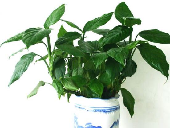 欣賞好看的萬(wàn)年青圖片，枝葉青翠、紅如珊瑚、艷似瑪瑙