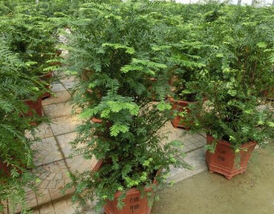 紅豆杉可以種庭院嗎，可以/幸福安康，家庭和睦