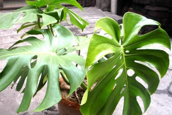 龜背竹莖太長(zhǎng)倒伏怎么辦