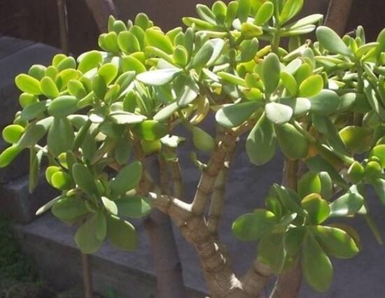 玉樹(shù)葉子發(fā)軟怎么辦，三種原因以及解決辦法