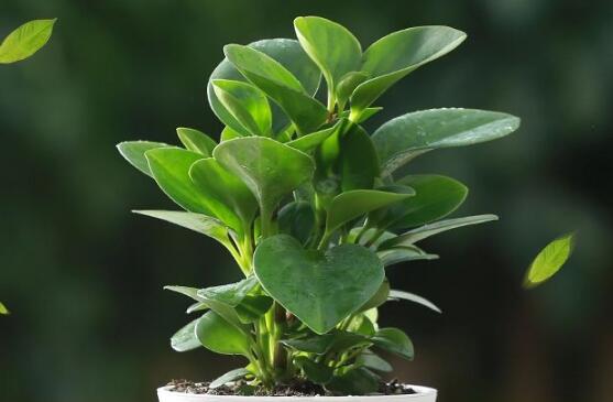 碧玉花葉子發(fā)黑怎么辦，四種原因以及解決辦法