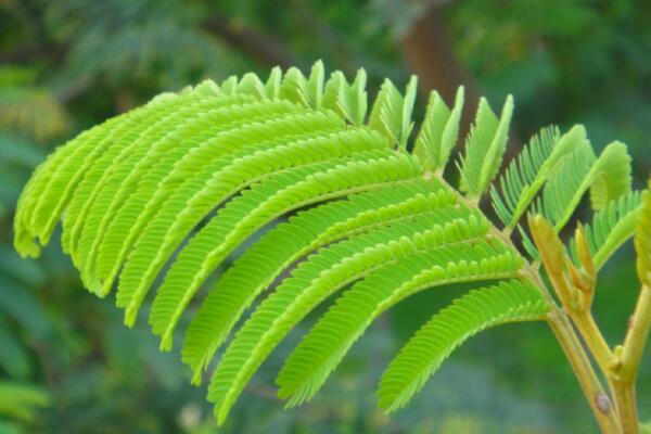 如何種含羞草種子，詳解含羞草播種繁殖