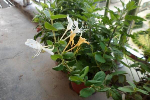 四季金銀花種植技術(shù)，早春時期種植成活率最高