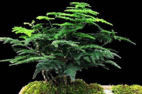 云竹葉子發(fā)黃怎么回事