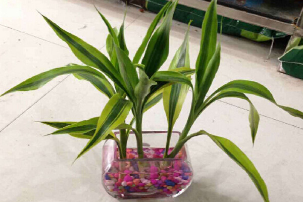 富貴竹冬天怎么養(yǎng)