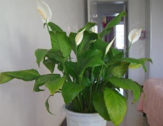 一帆風(fēng)順?biāo)B(yǎng)還是土養(yǎng)，土養(yǎng)最為合適(水養(yǎng)易爛根)