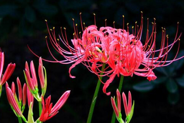 彼岸花冬天會(huì)凍死嗎