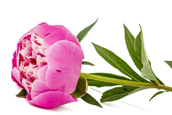 芍藥根能長(zhǎng)多大