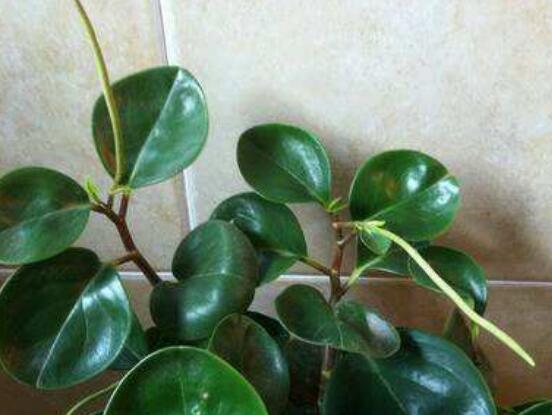 小碧玉怎么養(yǎng)，教你七種簡單易學(xué)基本方法