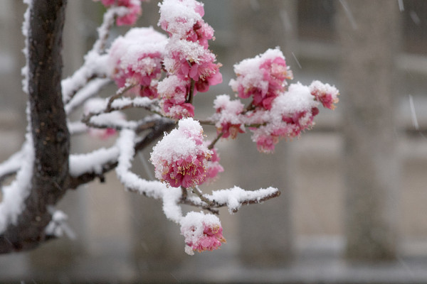 梅花和臘梅的區(qū)別
