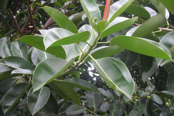 橡皮樹(shù)葉子有斑點(diǎn)是怎么回事