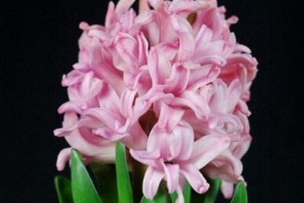 風(fēng)信子什么時候種植