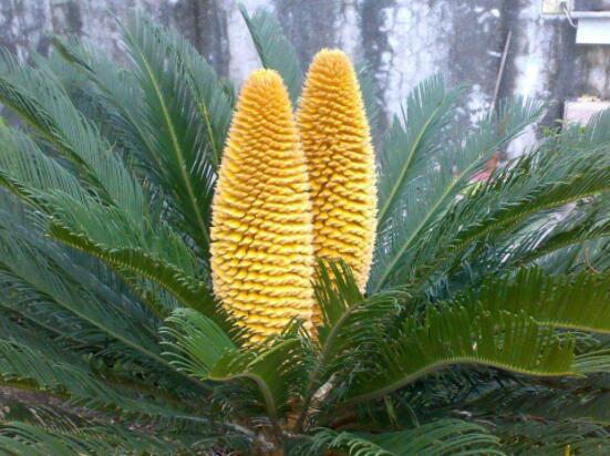 鐵樹(shù)開(kāi)花好不好，象征著幸福、吉祥、富貴