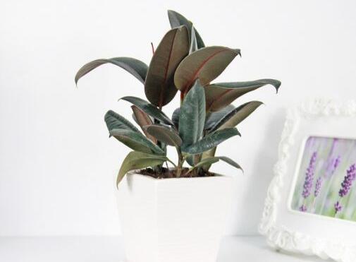 橡皮樹的副作用，對人體沒有特別大的傷害