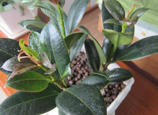 橡皮樹的扦插方法，做好四大步驟成活率百分百