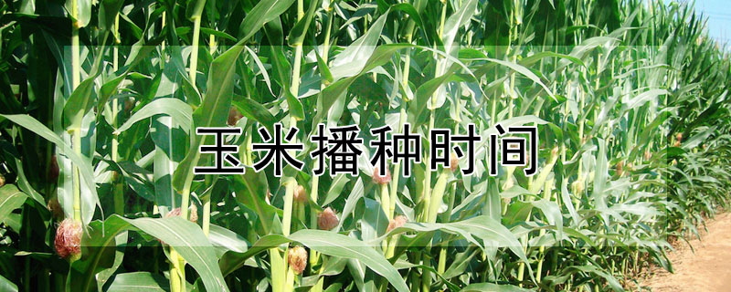 玉米播種時(shí)間
