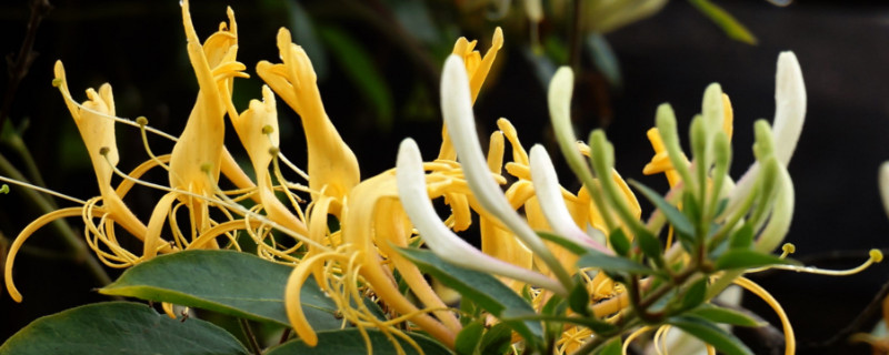 金銀花室內(nèi)可以種植嗎