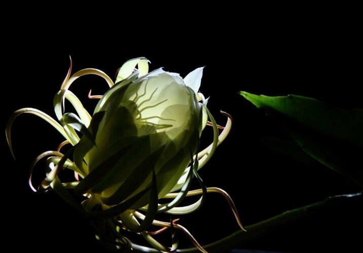 曇花象征著什么意思，稍縱即逝的永恒