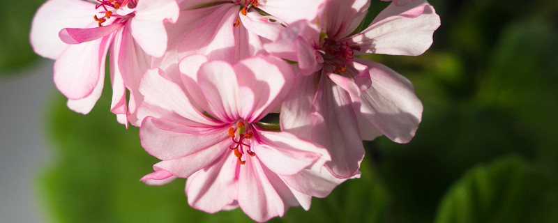 天竺葵天可以放室內(nèi)嗎