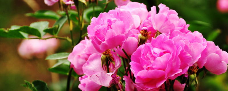 薔薇不開(kāi)花的原因