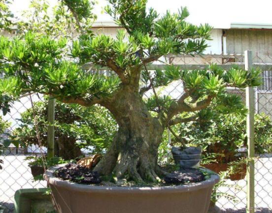 羅漢松盆景怎么養(yǎng)，老農(nóng)總結(jié)八大養(yǎng)殖方法