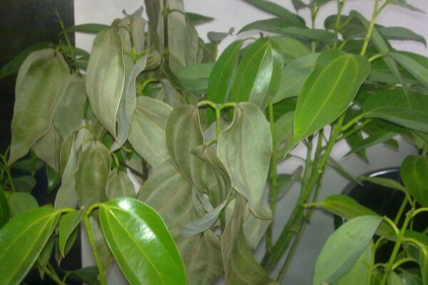 平安樹(shù)葉子干枯是怎么回事