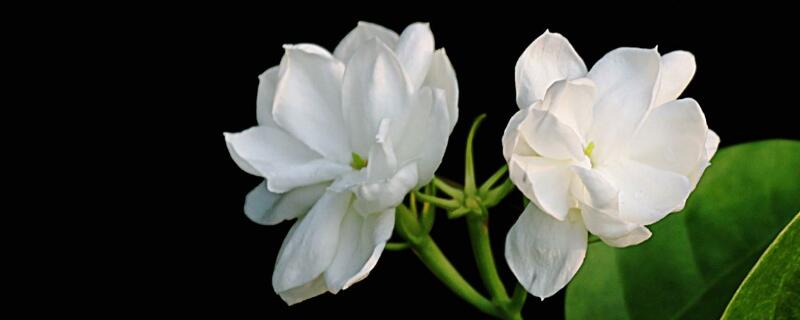 茉莉花花朵發(fā)黃