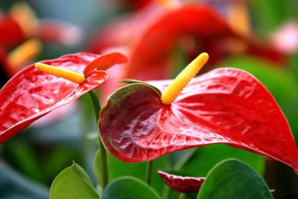 紅掌葉子發(fā)黃怎么補(bǔ)救，改善土質(zhì)補(bǔ)充光照