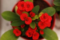 怎么區(qū)分虎刺和虎刺梅，虎刺與虎刺梅的5大不同