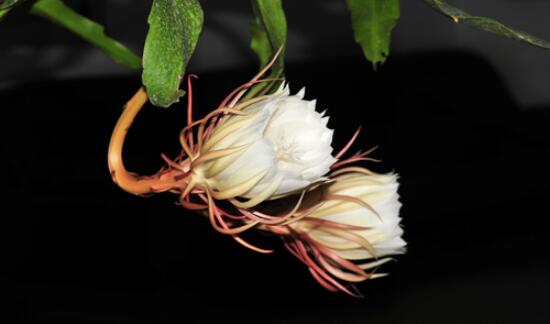 家里養(yǎng)曇花吉利嗎，好運(yùn)來(lái)臨、驚喜不斷(吉祥如意)