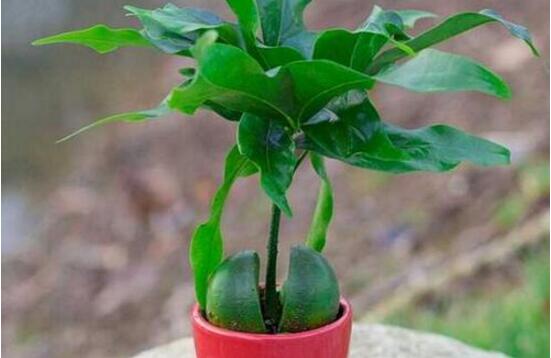 平安樹的花語，祈求平安、闔家幸福、萬事如意