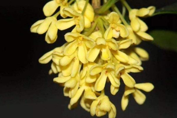 桂花什么季節(jié)開花