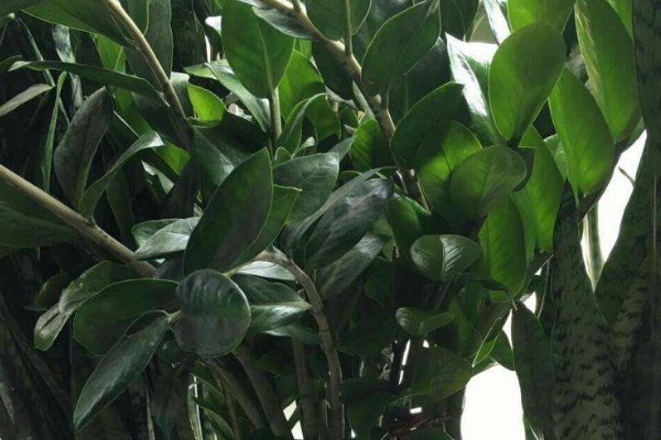 金錢樹放在家里怎么養(yǎng)