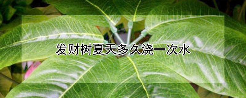 發(fā)財樹夏天多久澆一次水