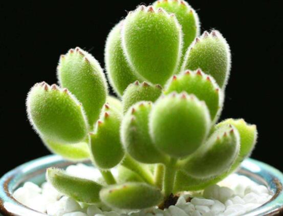 熊童子掉葉子怎么回事，三種原因以及解決方法