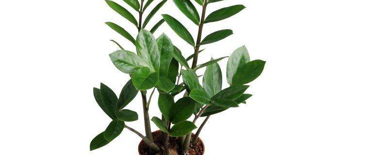 金錢樹冬天好養(yǎng)嗎