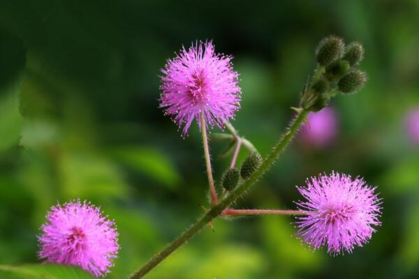如何避免含羞草毒性，加強(qiáng)通風(fēng)且避免長期接觸