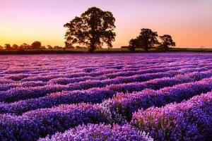 薰衣草什么時候開花，薰衣草花期幾月到幾月/6-8月份