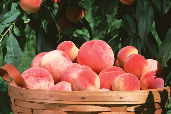 桃花樹能結(jié)桃子嗎