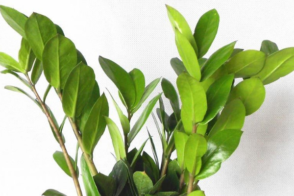 金錢樹怎么養(yǎng)才能發(fā)出新枝