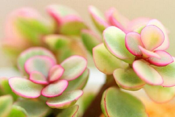 雅樂之舞養(yǎng)不出粉色，加強光照并補充養(yǎng)分