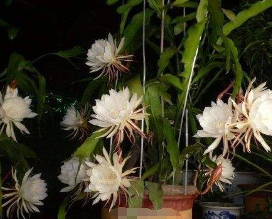 曇花怎么施肥，腐熟的有機(jī)肥為主/陰天施肥最佳