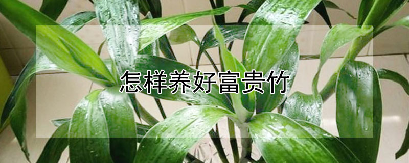 怎樣養(yǎng)好富貴竹