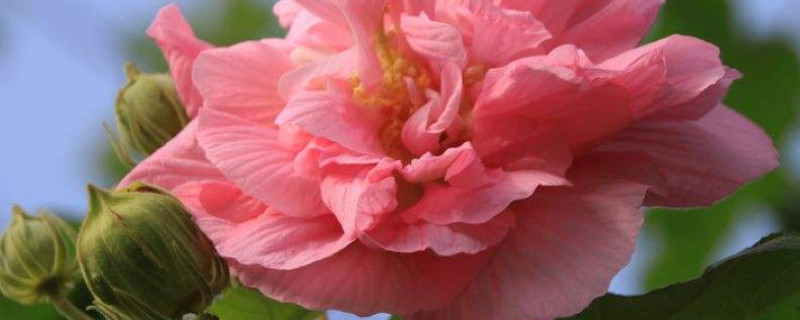 芙蓉花什么時候休眠