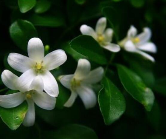 盆栽九里香的養(yǎng)殖方法，老農(nóng)教你七個最實用基本方法